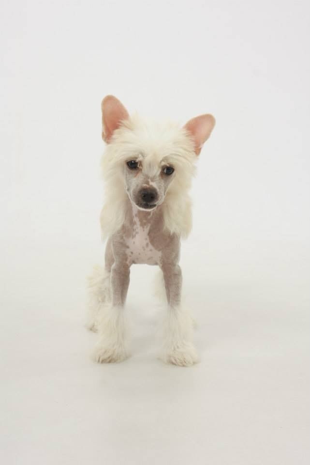 Wyndchyme Girls Just Want to Have Fun