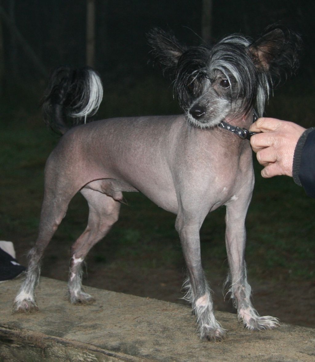 Absolute Souls Burning Desire