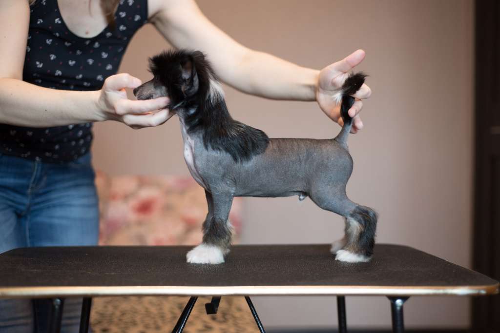 Anna Sky Kennel Parker