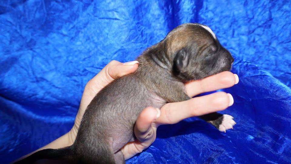 Quana Planet Of Dream