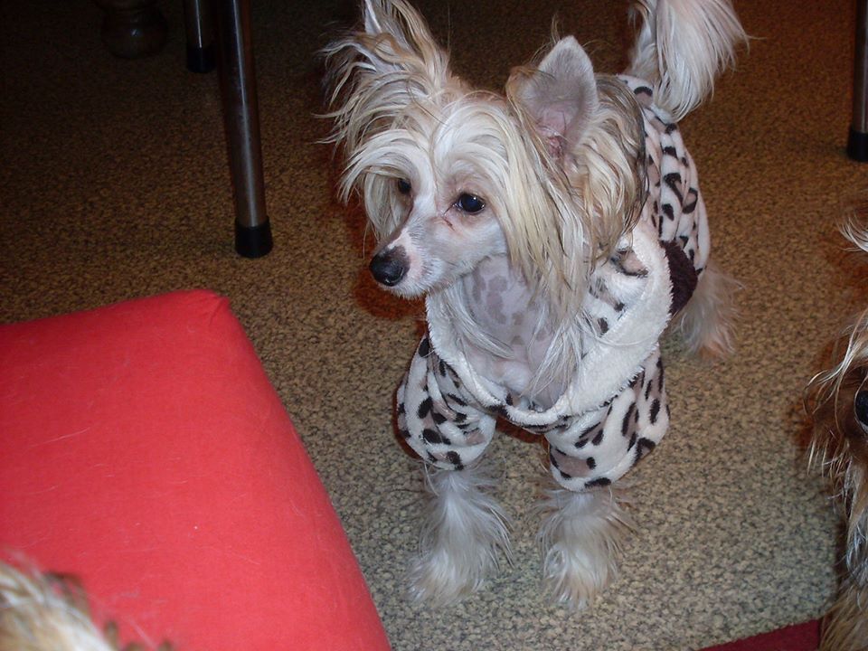 hai - kho du pavé de varennes