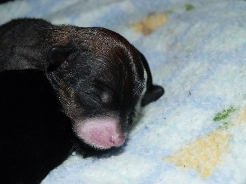 Didi de Los Jumichatos