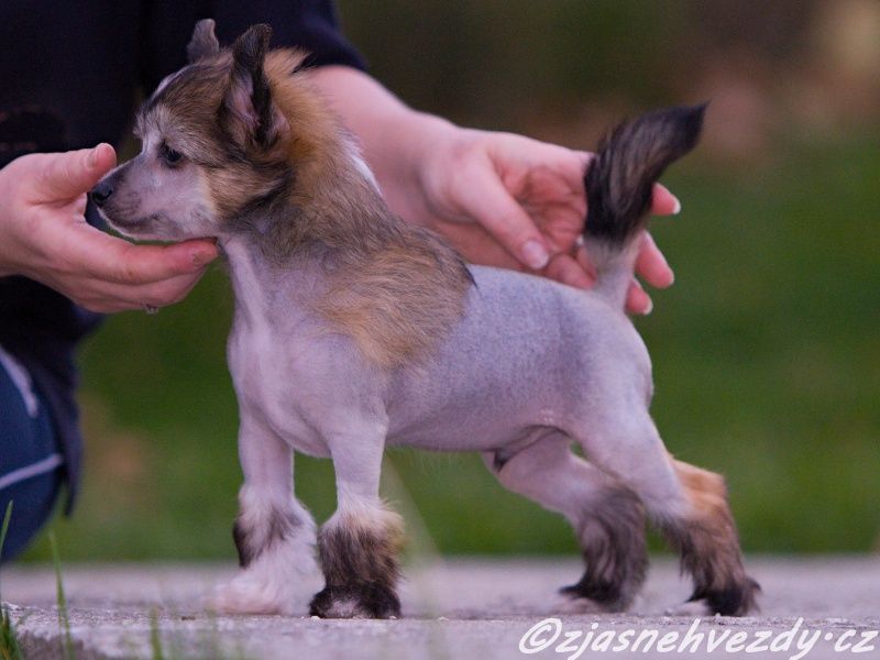 Gentleman z Jasne hvezdy