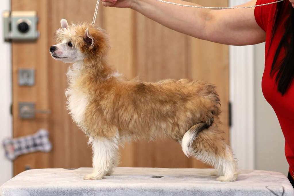 Lacshen-Phareview Out On A Limb