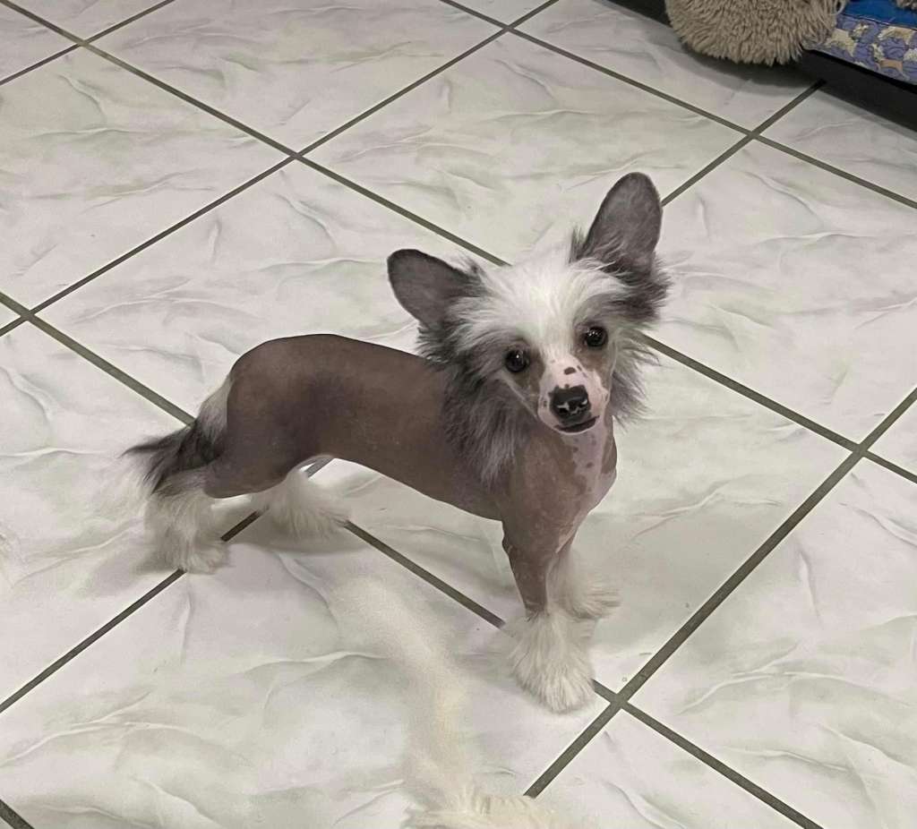 Sassytails I will Rock Your World