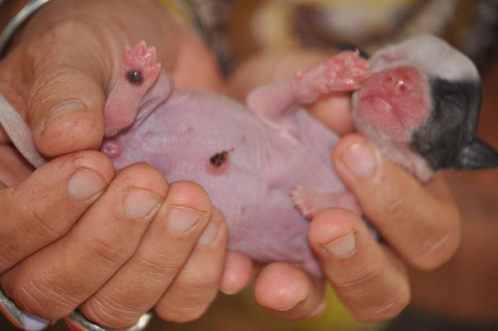 Rhodes Du Pré des Trolls