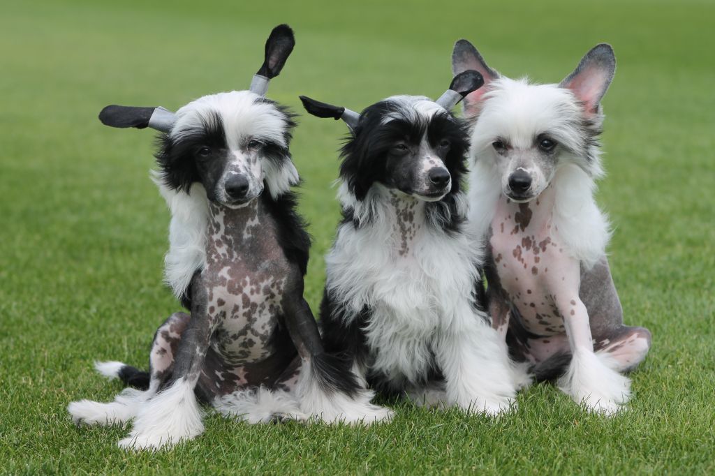 Dantes Little Gangstadogs