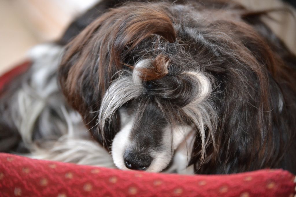 Baroque Chinese Horse Bakkara