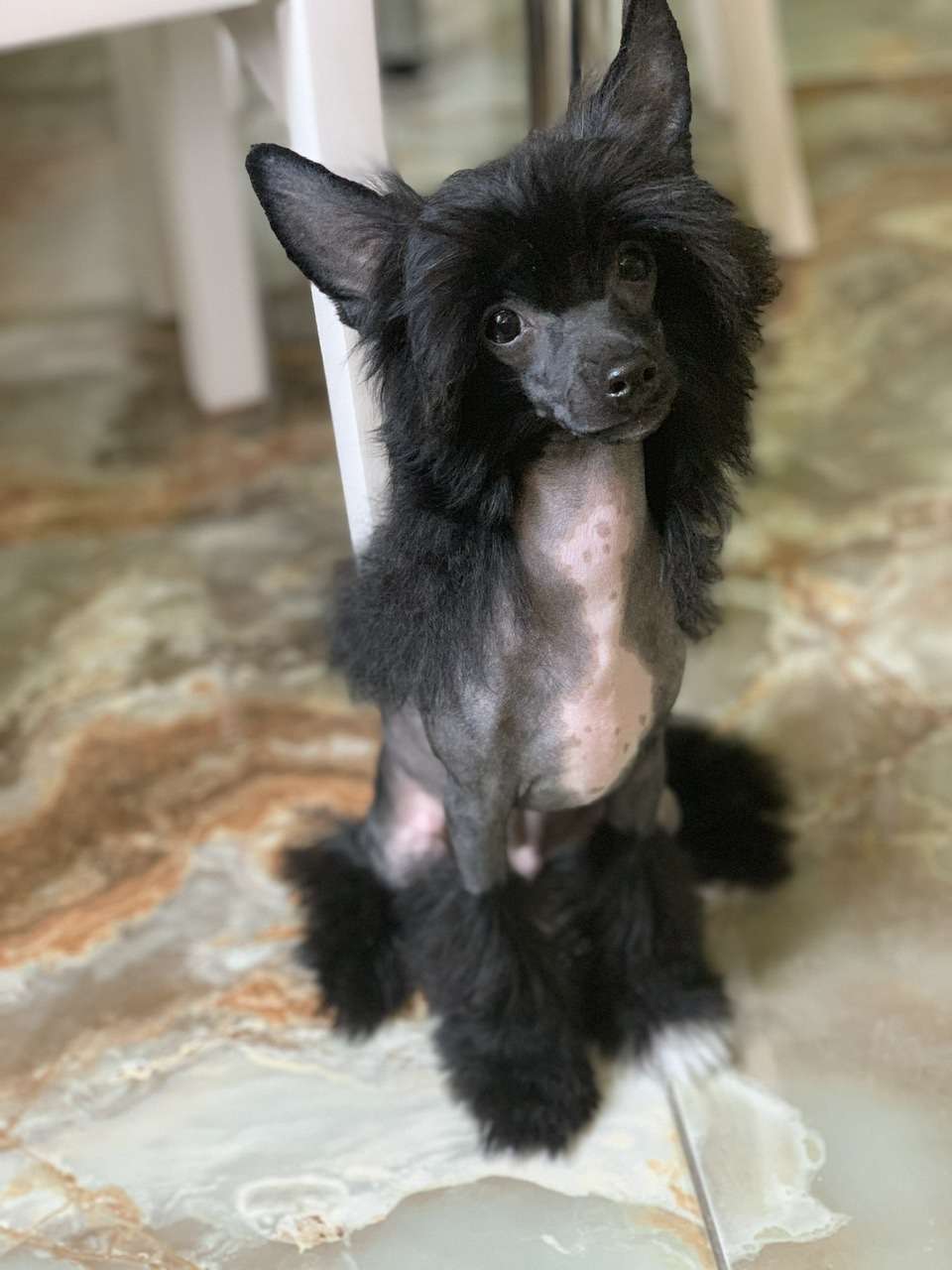 Pride of the night Emporio Gypsy King