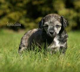 Little Rehma's Fabienne