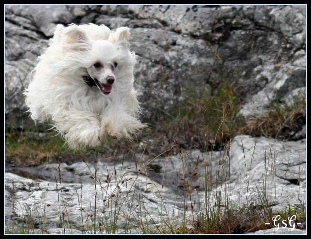 Shandor's Dashing Dior