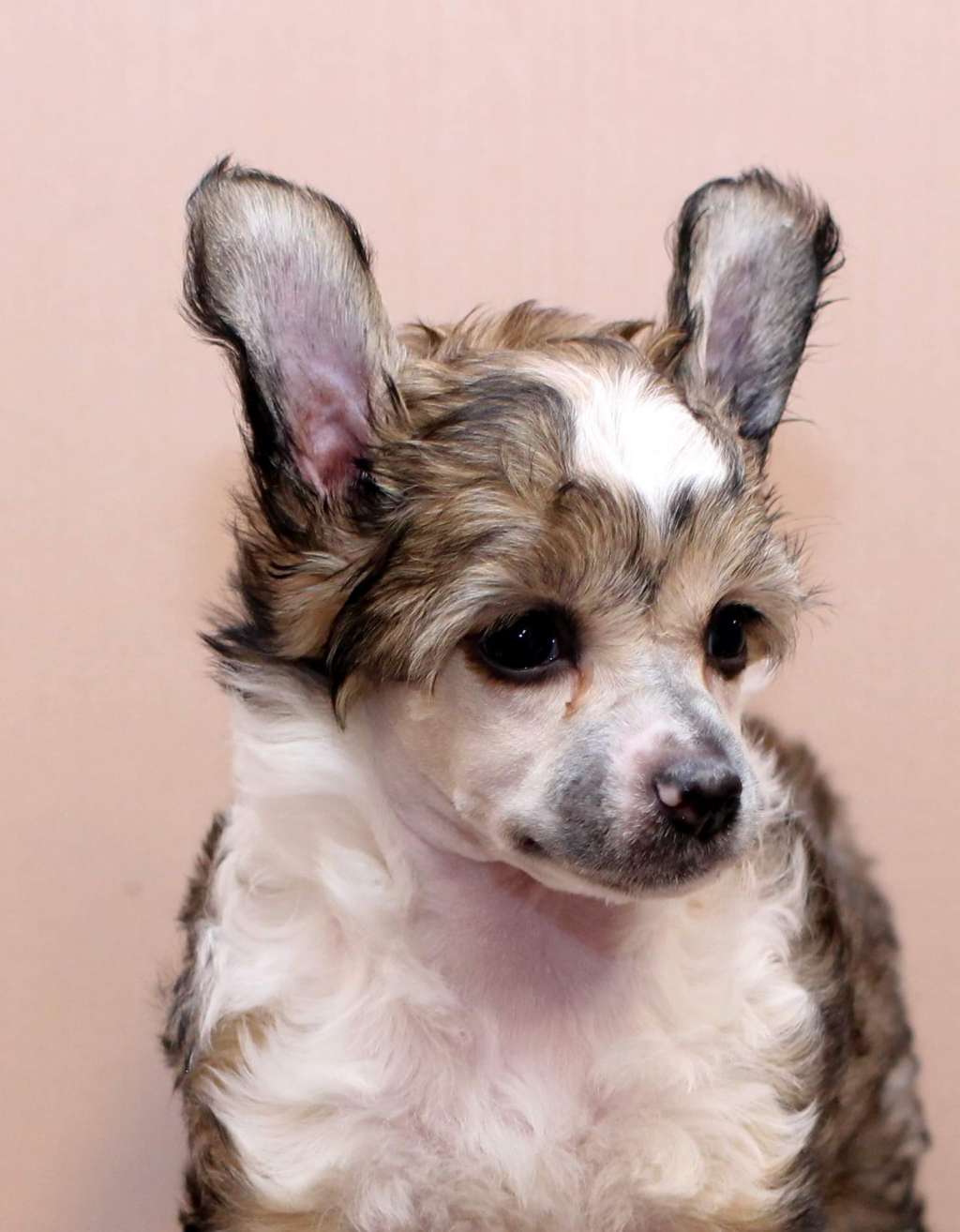 Artic Flyers Northern Light