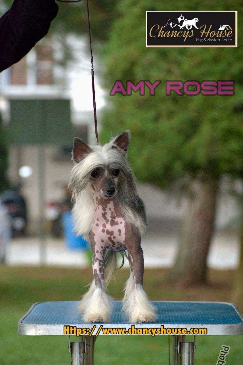 Chancys House Amy Rose