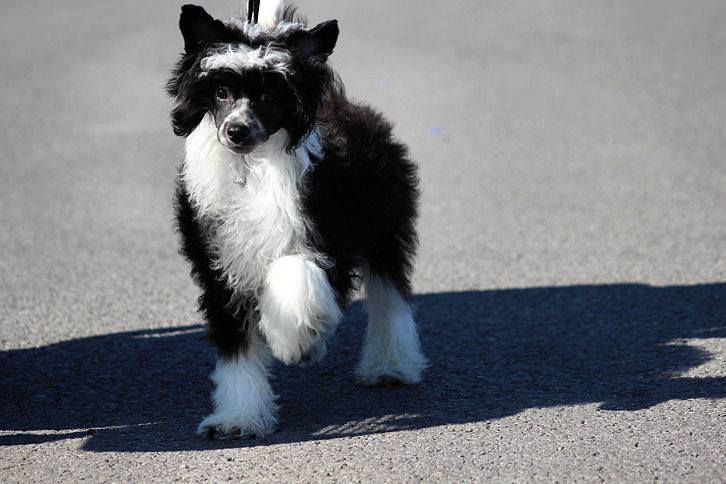 Jhanchi's A Little Innuendo At Curnix