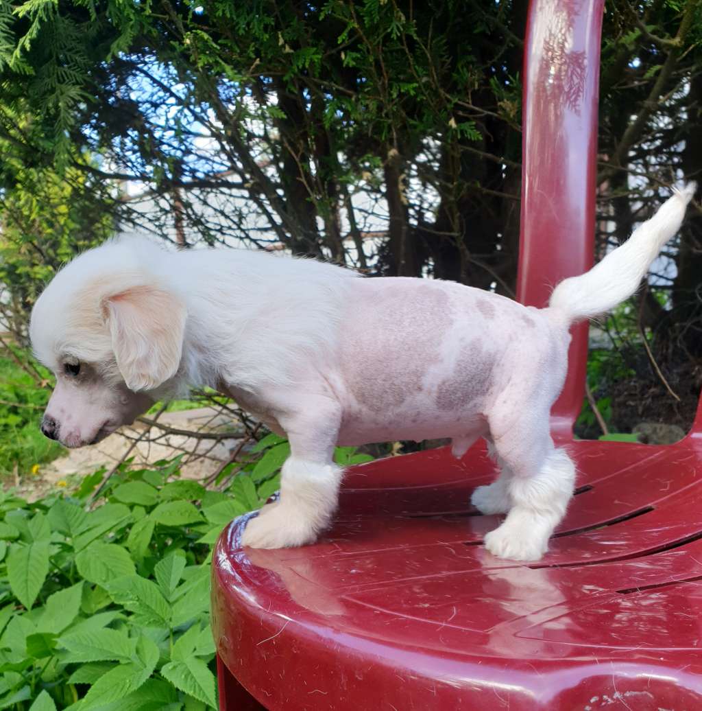 Apriori Vip Challenge