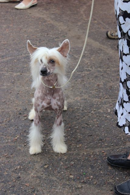 Olegro Katrin Rihanna