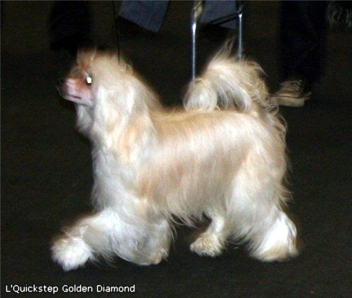 L'Quickstep Golden Diamond