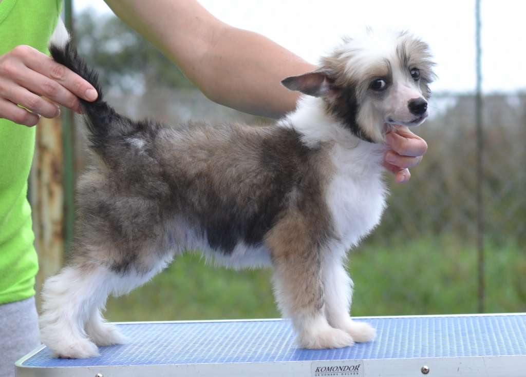 Elton iz Sozvezdiya Khana