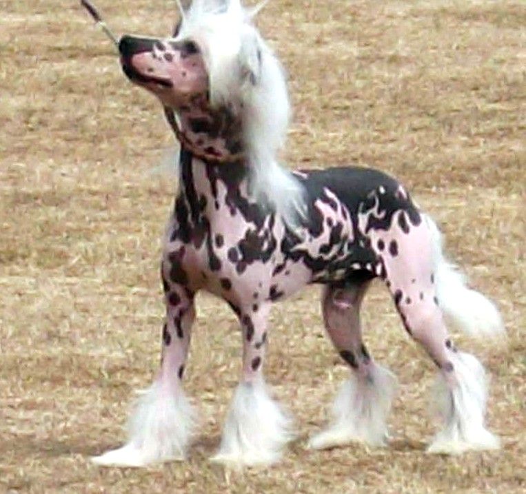 Liddyleaze's Brainstorm 