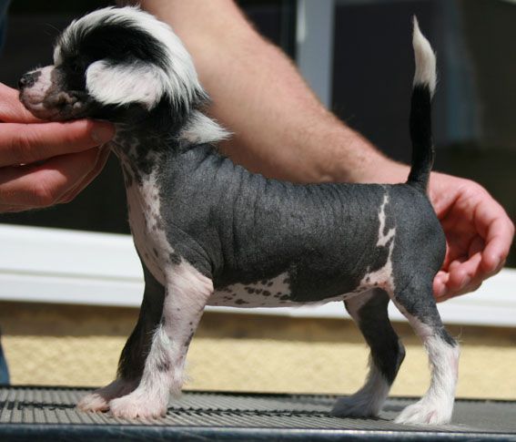 Vanitonia Cruella Da Ville