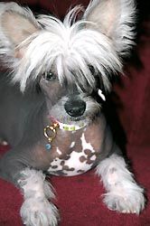 Oriental Jokes Vong-Tzu