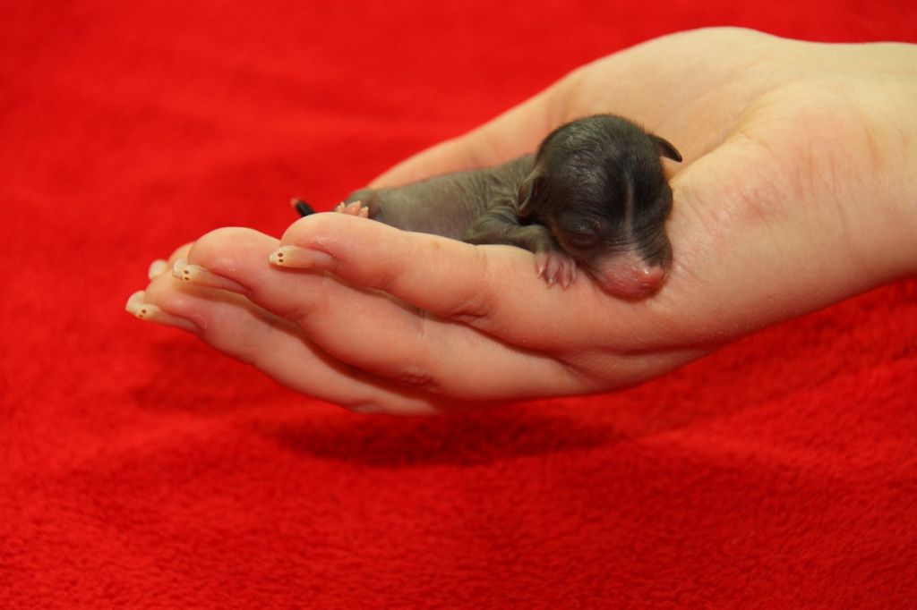 Enormously Cute Princes de la Roses