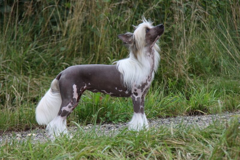 Hope For You Princes de la Roses