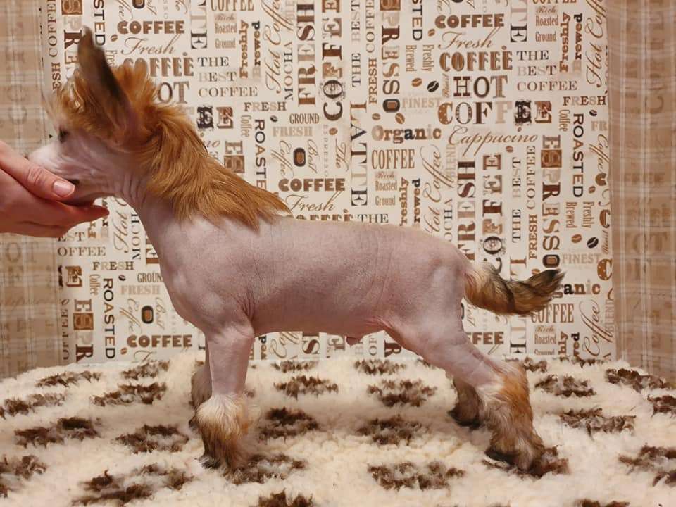 Pinky Twinky Loki The Trickster