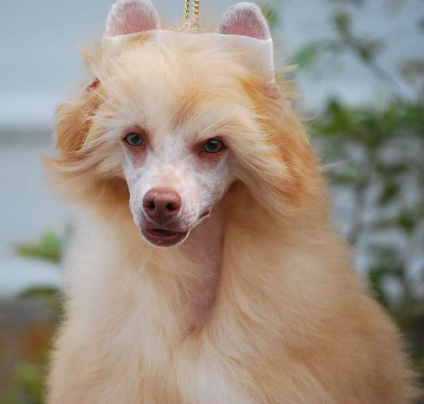 Little Dog Of Dream Just a Cupidon