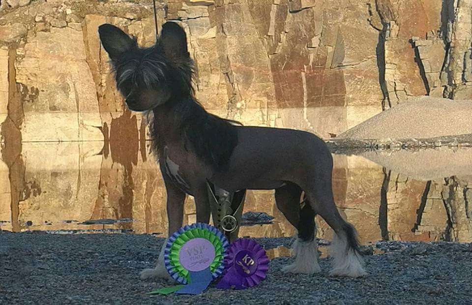 Lunacrest Victoria's Secret