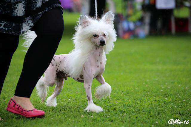 Mooncrest Jiggery-Pokery