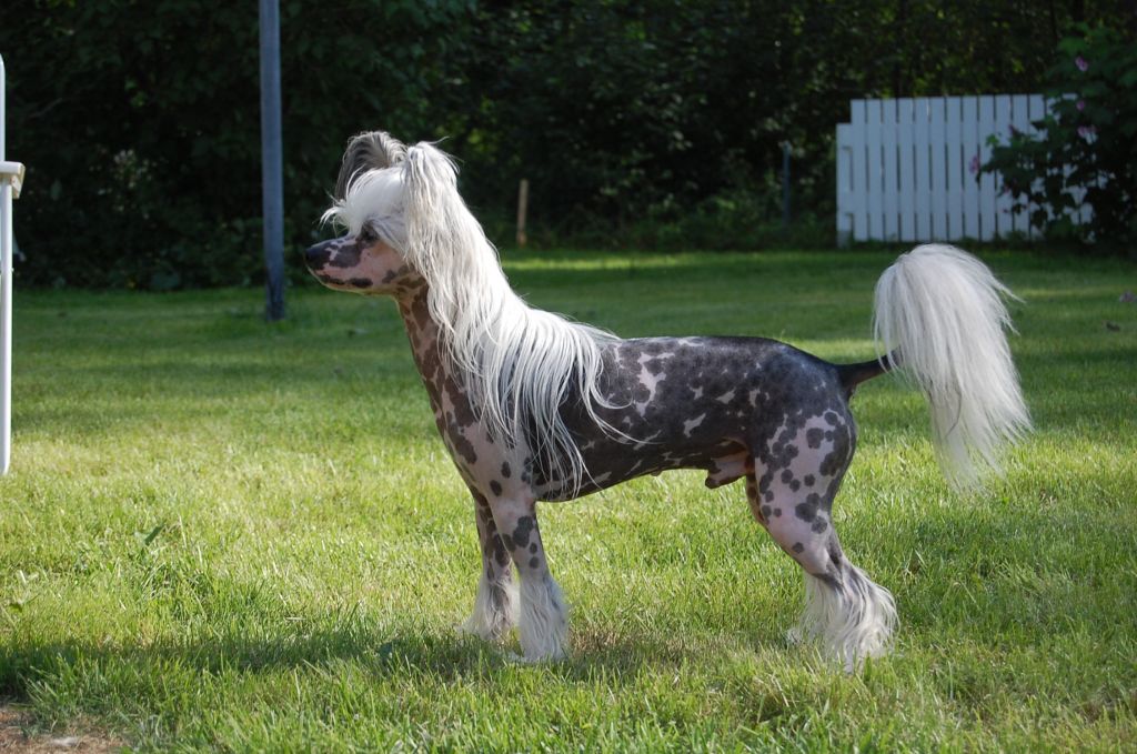 Pinky Twinky Home Entertainment