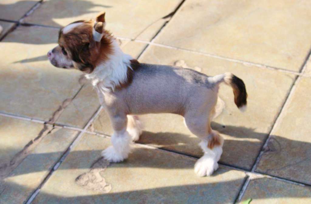 Arkadia Summer Cherry