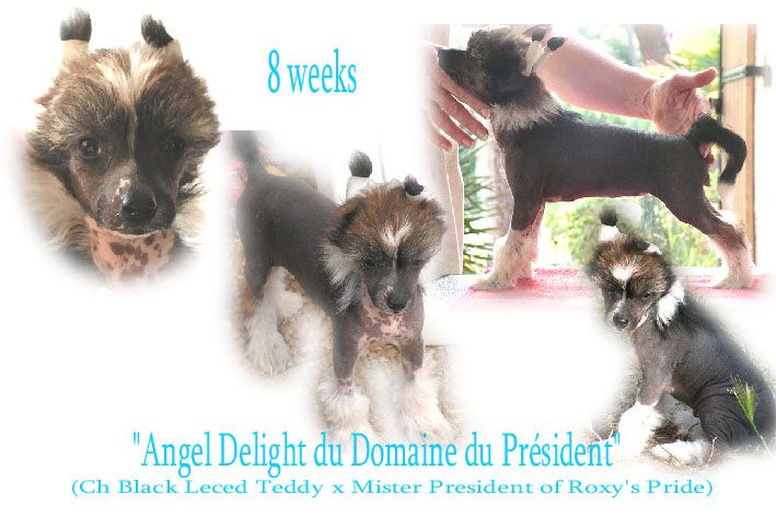 Angel Delite Du Domaine Du President