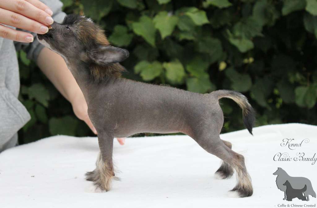 Classic Beauty A Wonderful Dream