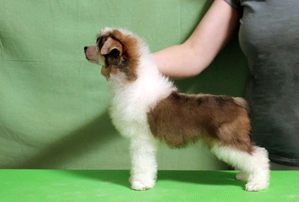 Via Della Seta Cotton Candy