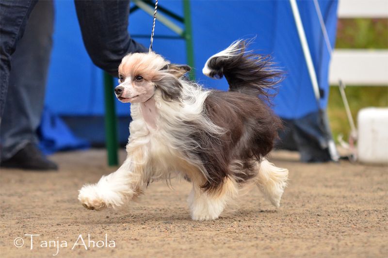 Kiikunkaakun Näkkiikkönää hohon