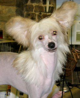 Starside Zsa Zsa von Mispickel