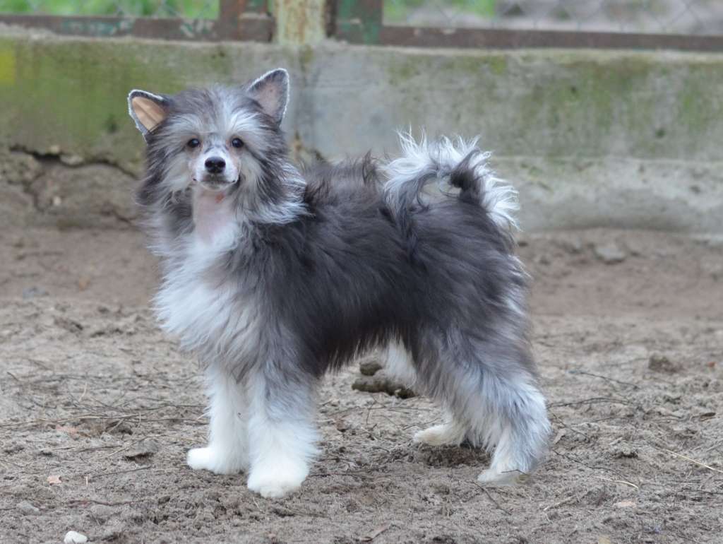 Lotta iz Sozvezdiya Khana