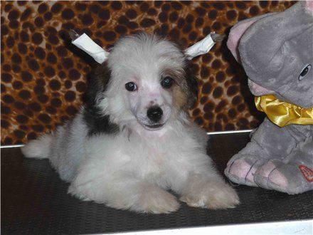 Olegro Katrin Western