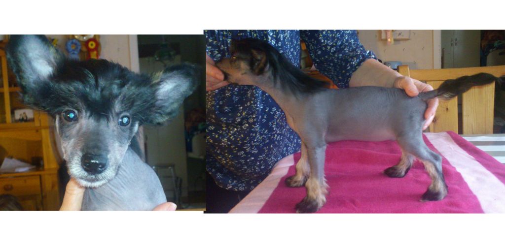 Beachcrest Thunderball