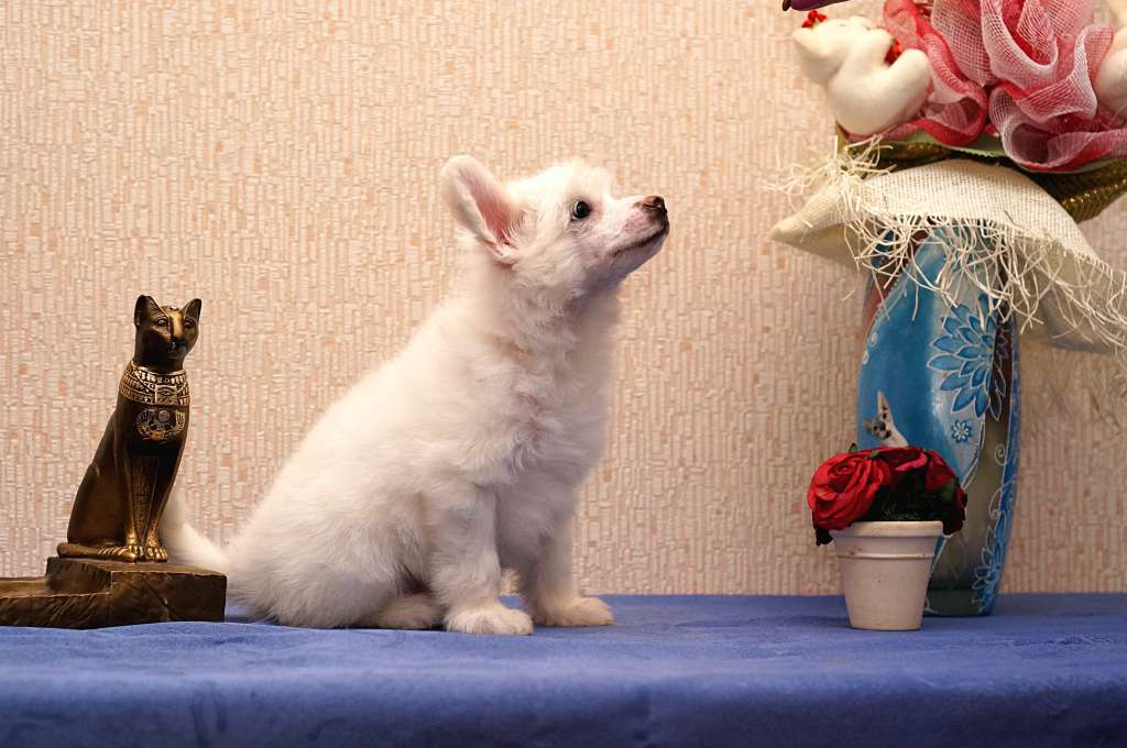 Sky Miracle Teddy Bear