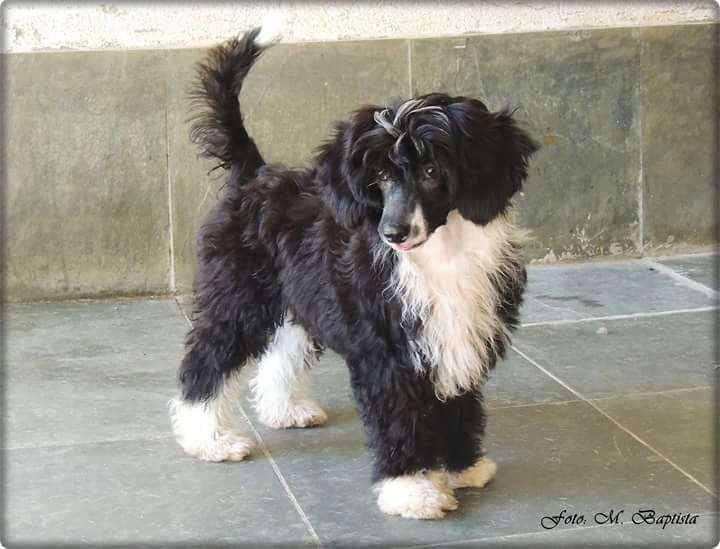 Iana Pp Of Avalon Land