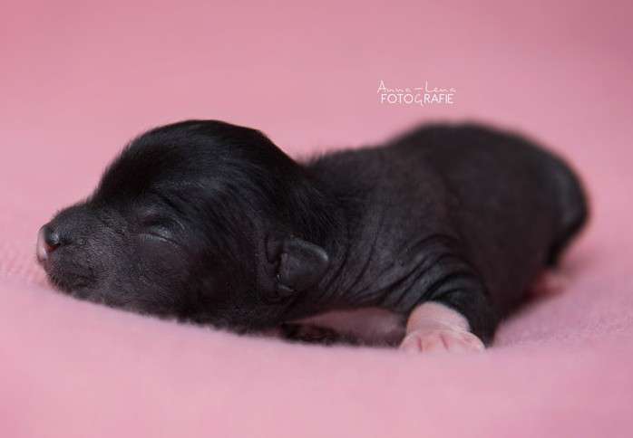 Little Rehma's Martajus