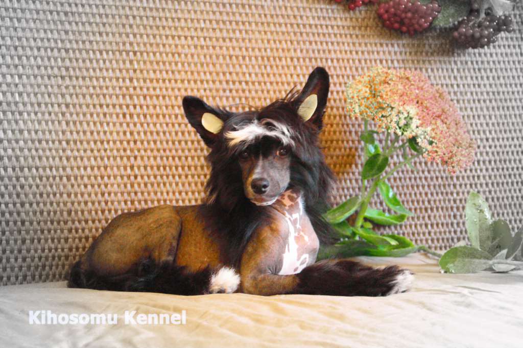 Kihosomu Djek Vorobei