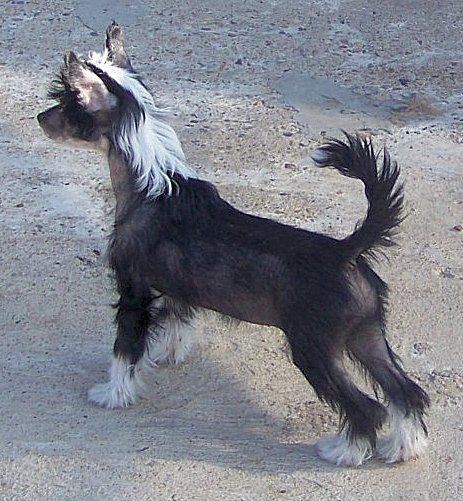 Jonbrecy's Fancy Flickr