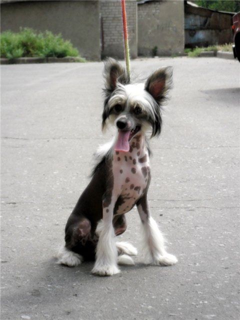 Ankor Antey ot Hohlatogo glamoura