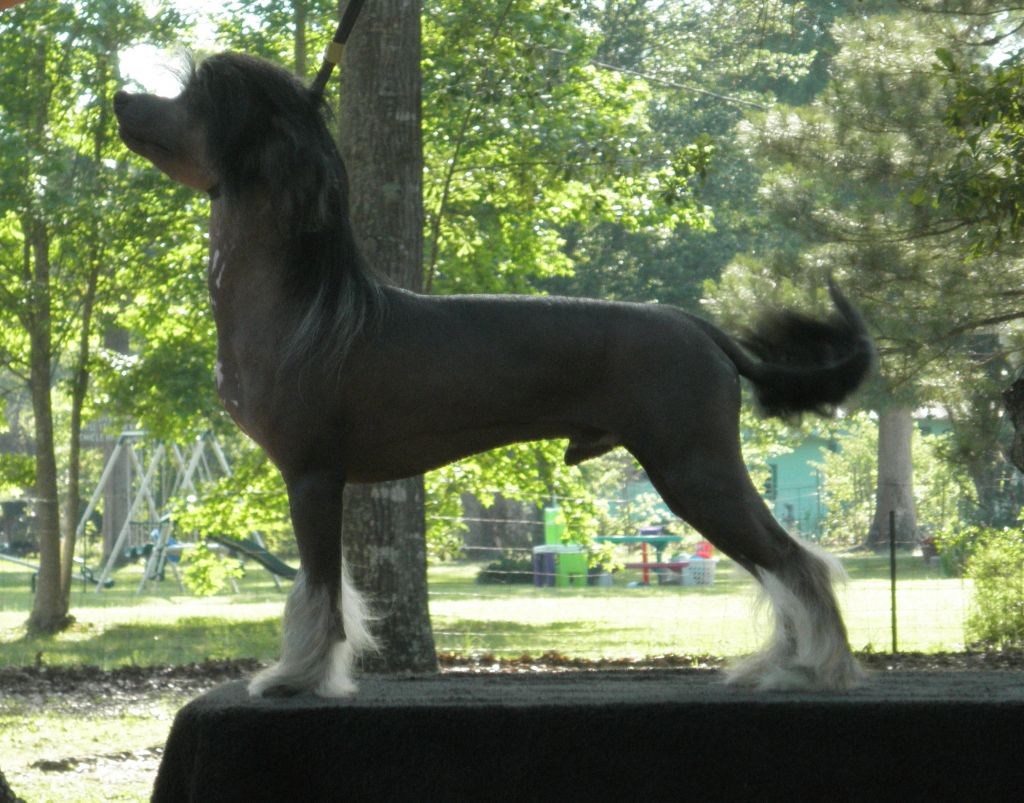 Explicit's Here I Stand 4-Reil