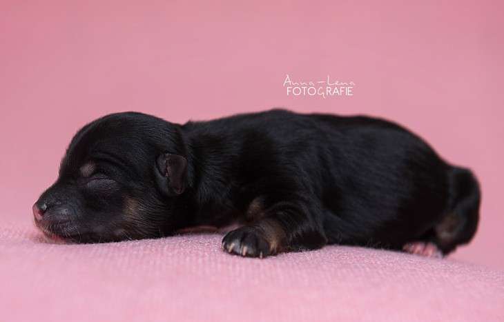 Little Rehma's Marani