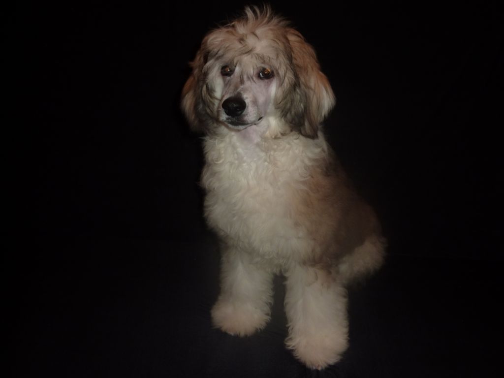 Olegro Katrin Lion Heart